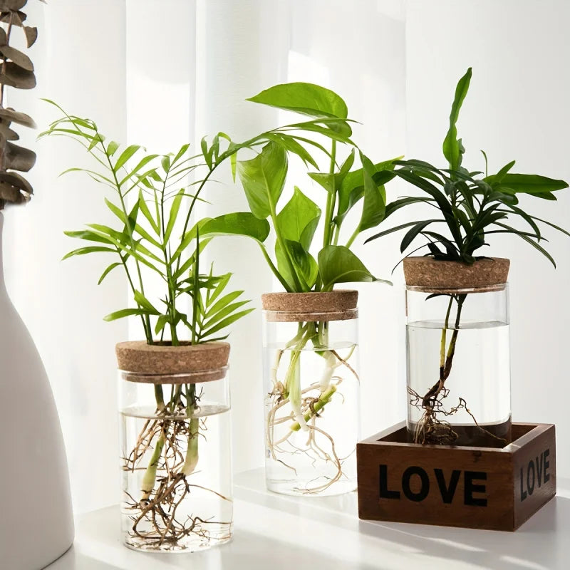 Hydroponics Plants Vase